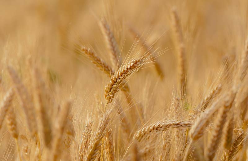 Spighe di grano italiane